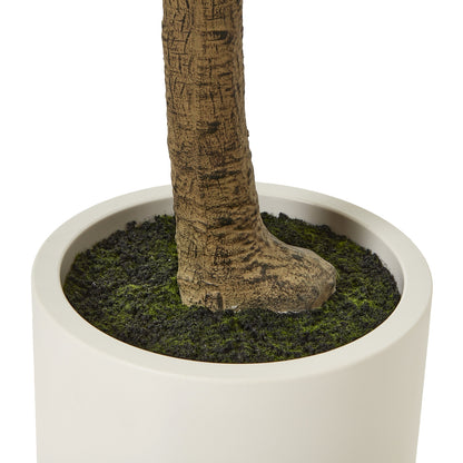 Apulia Olive Tree 240cm In White Pot