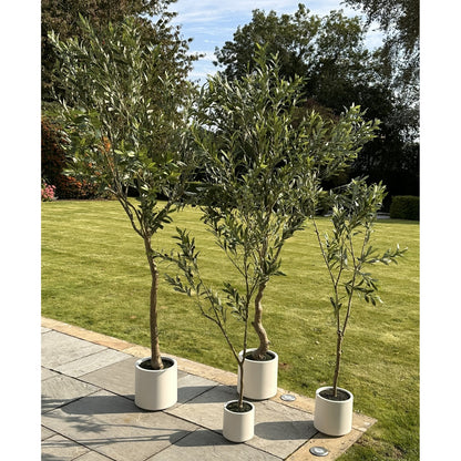 Apulia Olive Tree 240cm In White Pot