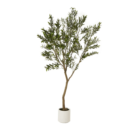 Apulia Olive Tree 240cm In White Pot