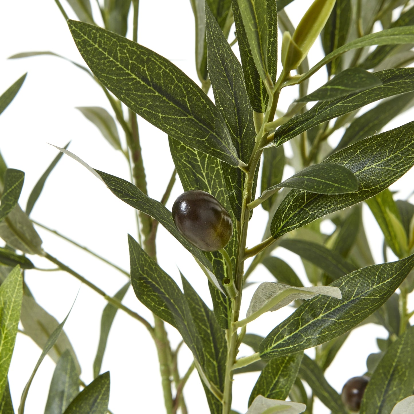 Apulia 150cm Olive Tree In White Pot