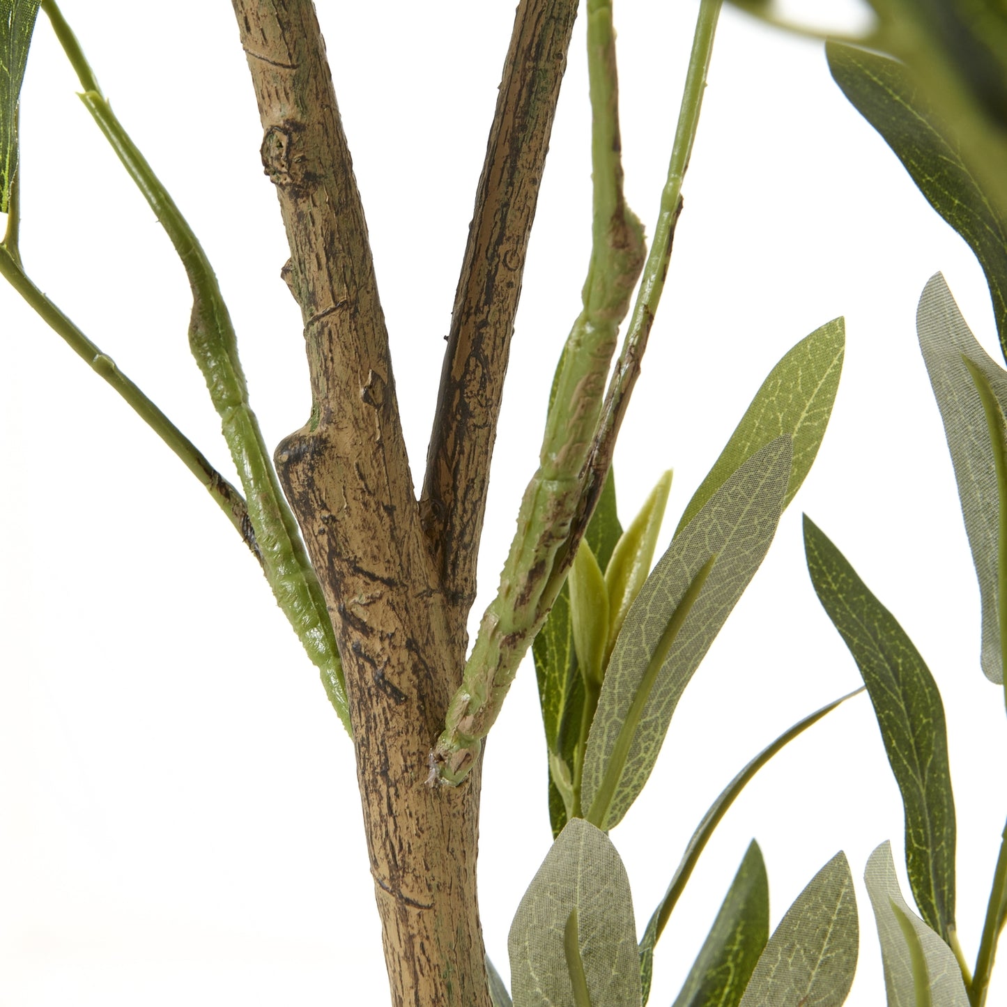 Apulia 150cm Olive Tree In White Pot