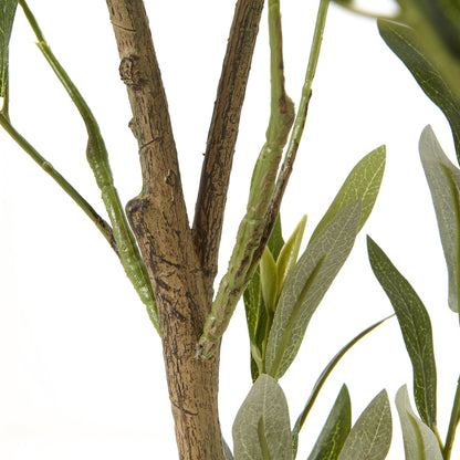 Apulia 150cm Olive Tree In White Pot