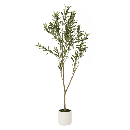 Apulia 150cm Olive Tree In White Pot