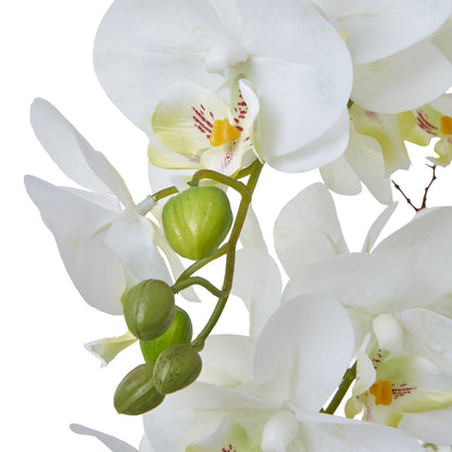 White Orchid Large In Ceramic Pot