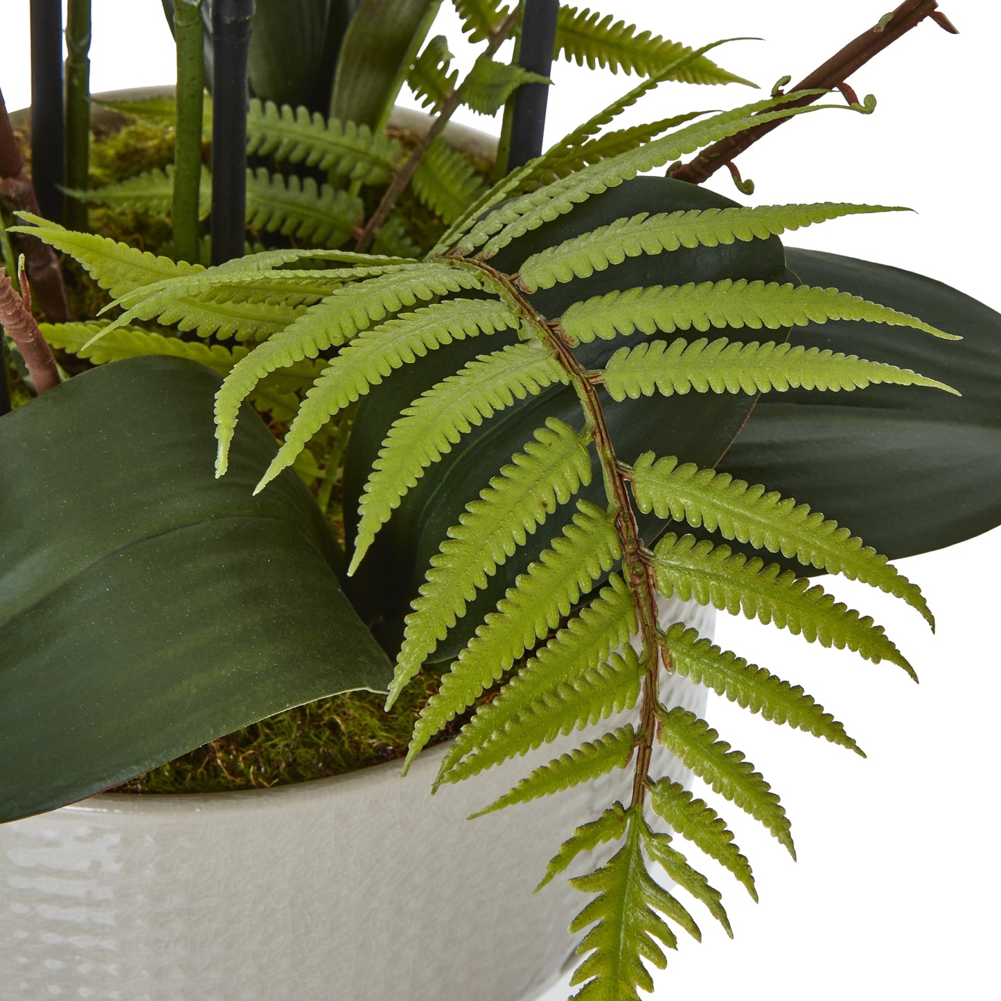 White Orchid Large In Ceramic Pot