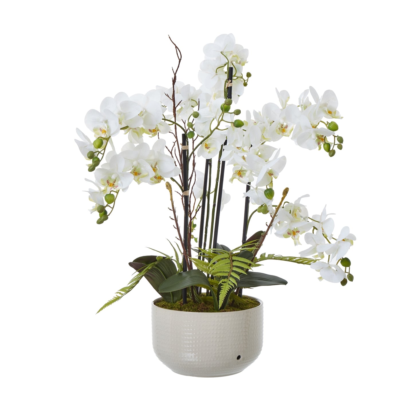 White Orchid Large In Ceramic Pot
