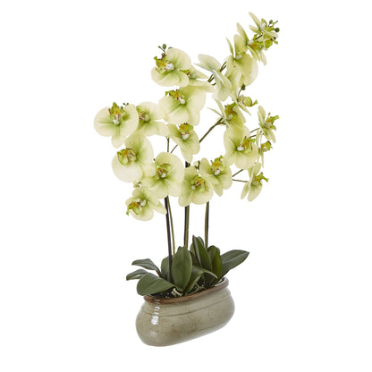 Green Orchid Large In Ceramic Pot