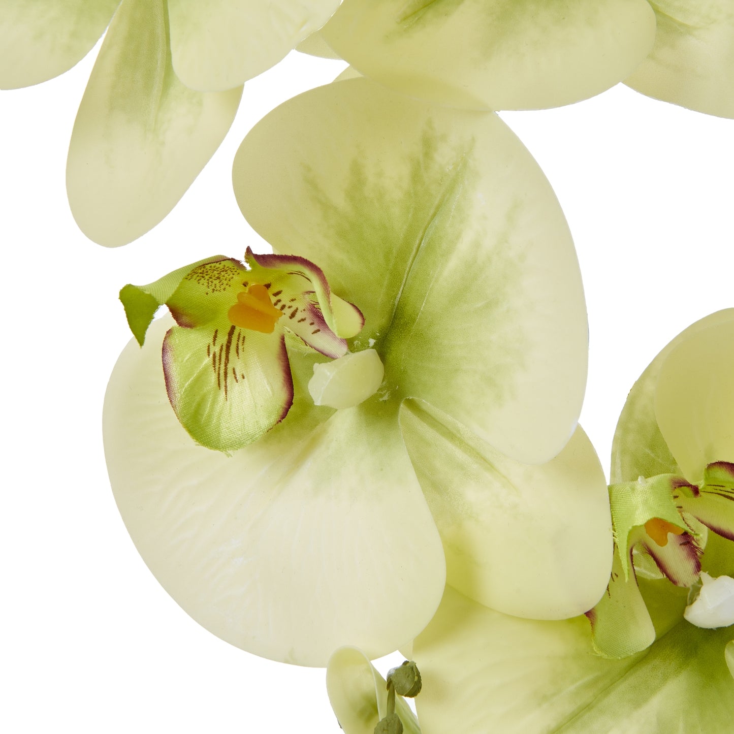 Green Orchid Large In Ceramic Pot