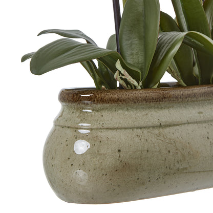 Green Orchid Large In Ceramic Pot