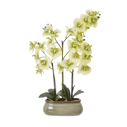 Green Orchid Large In Ceramic Pot