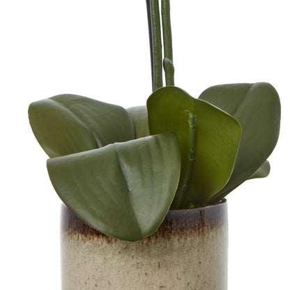 Green Orchid Medium In Ceramic Pot
