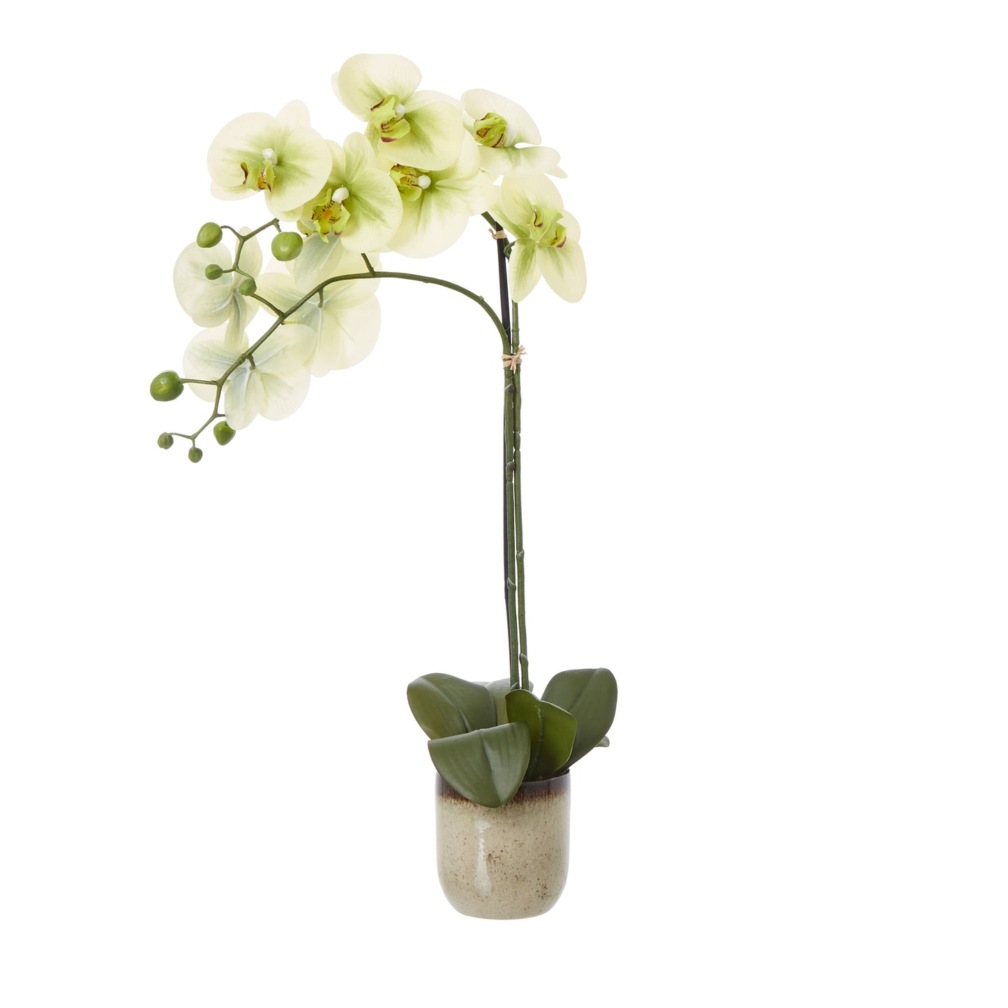 Green Orchid Medium In Ceramic Pot