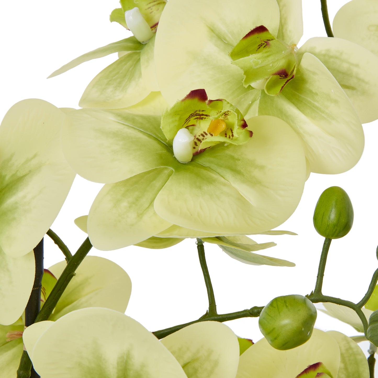 Green Orchid Extra Large In Ceramic Pot