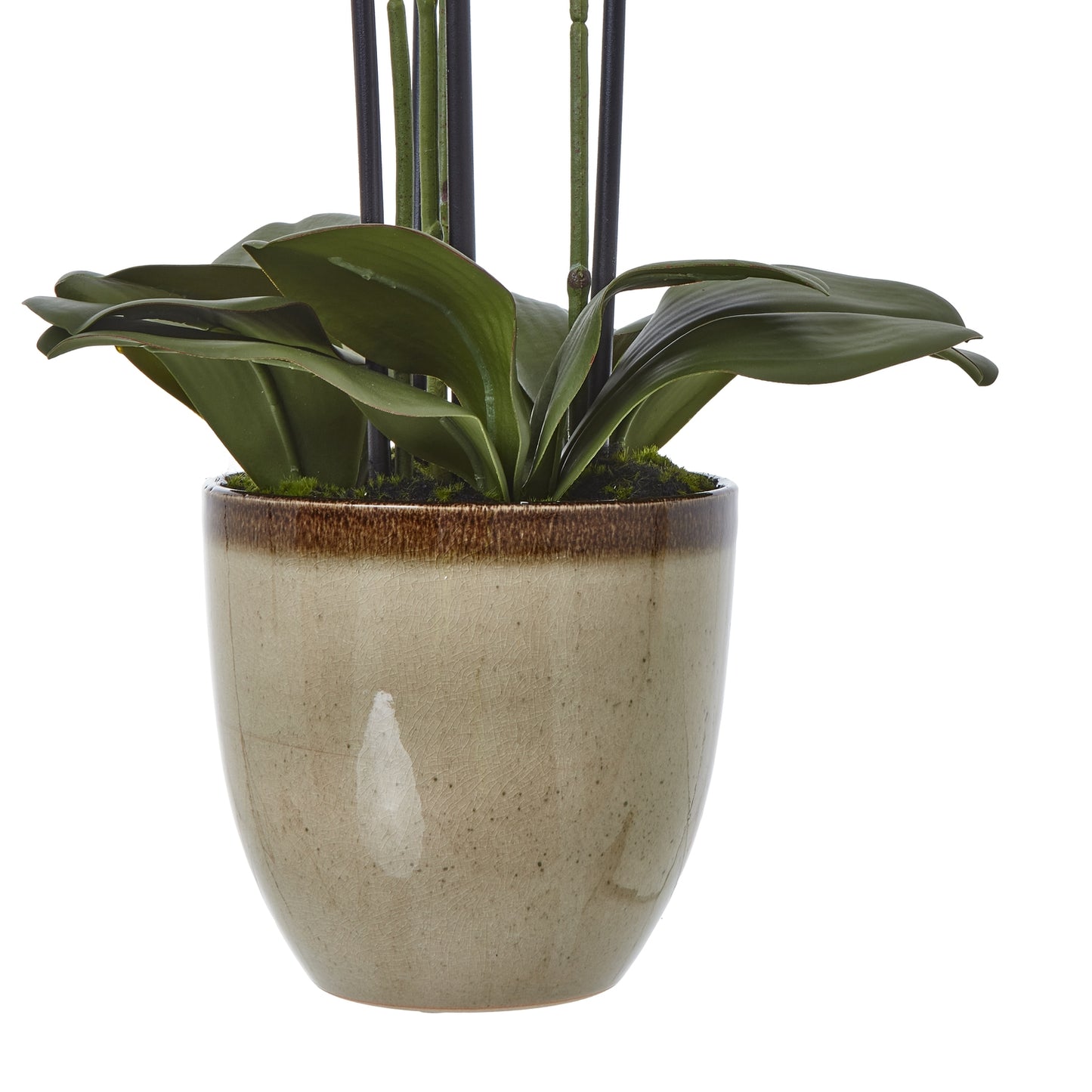 Green Orchid Extra Large In Ceramic Pot