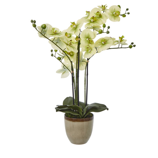 Green Orchid Extra Large In Ceramic Pot