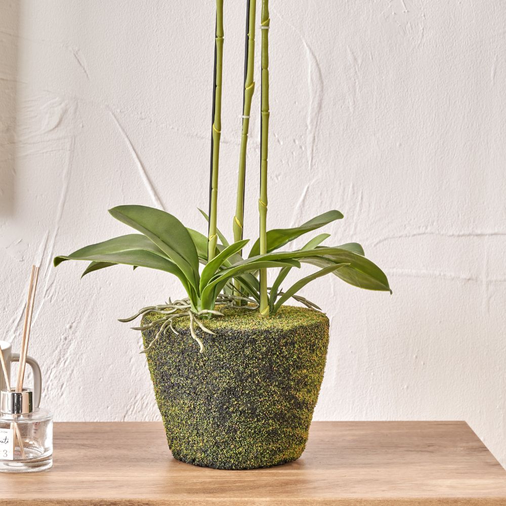 Medium White Orchid in Moss Pot