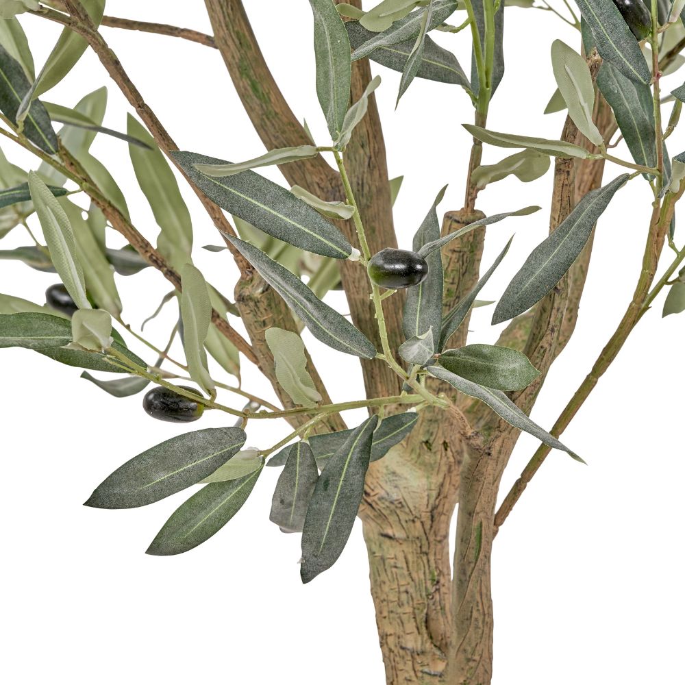 Large Olive Tree in Pot