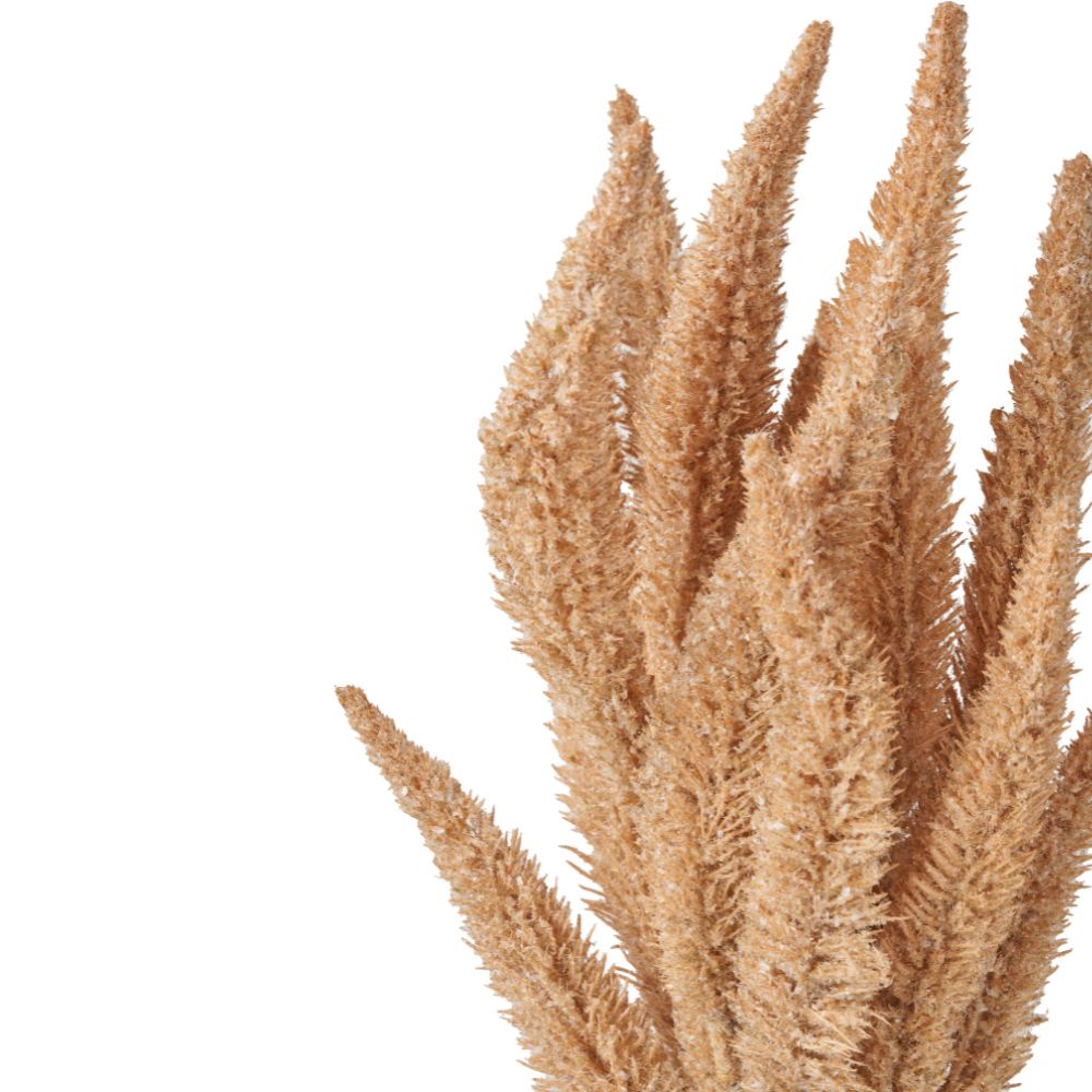 Natural Apricot Foxtail Hand-Tied 3 Stem Bundle Pack of 6