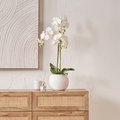Medium White Orchid in Pot
