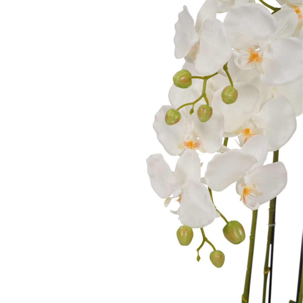 Tall White Orchid in Moss Pot
