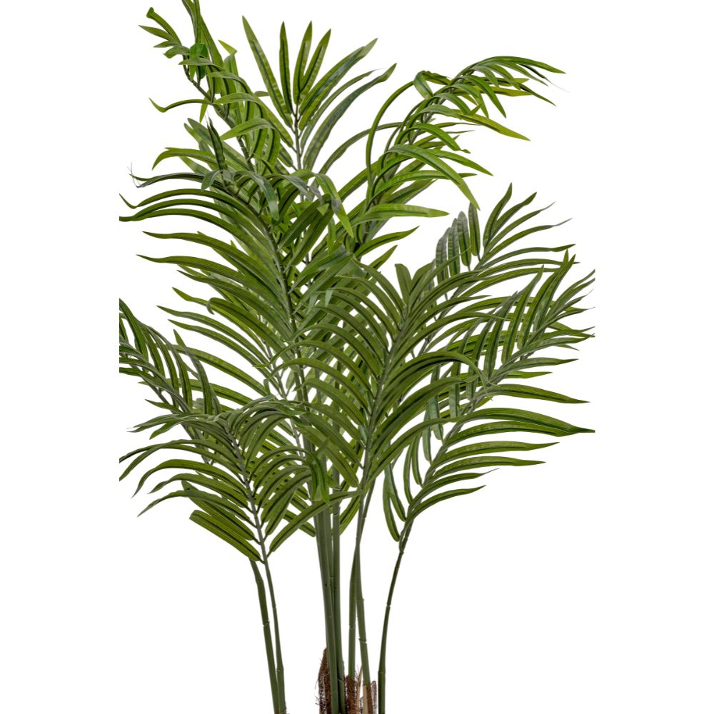 Areca Palm Plant in Pot