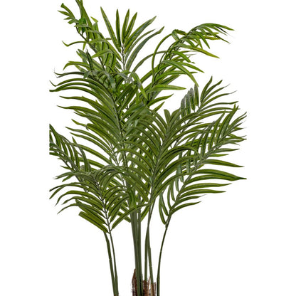 Areca Palm Plant in Pot