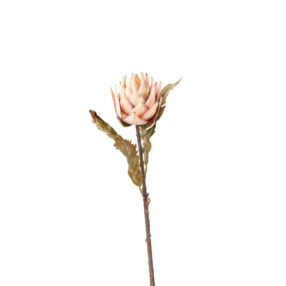 Apricot Lotus Pack of 6