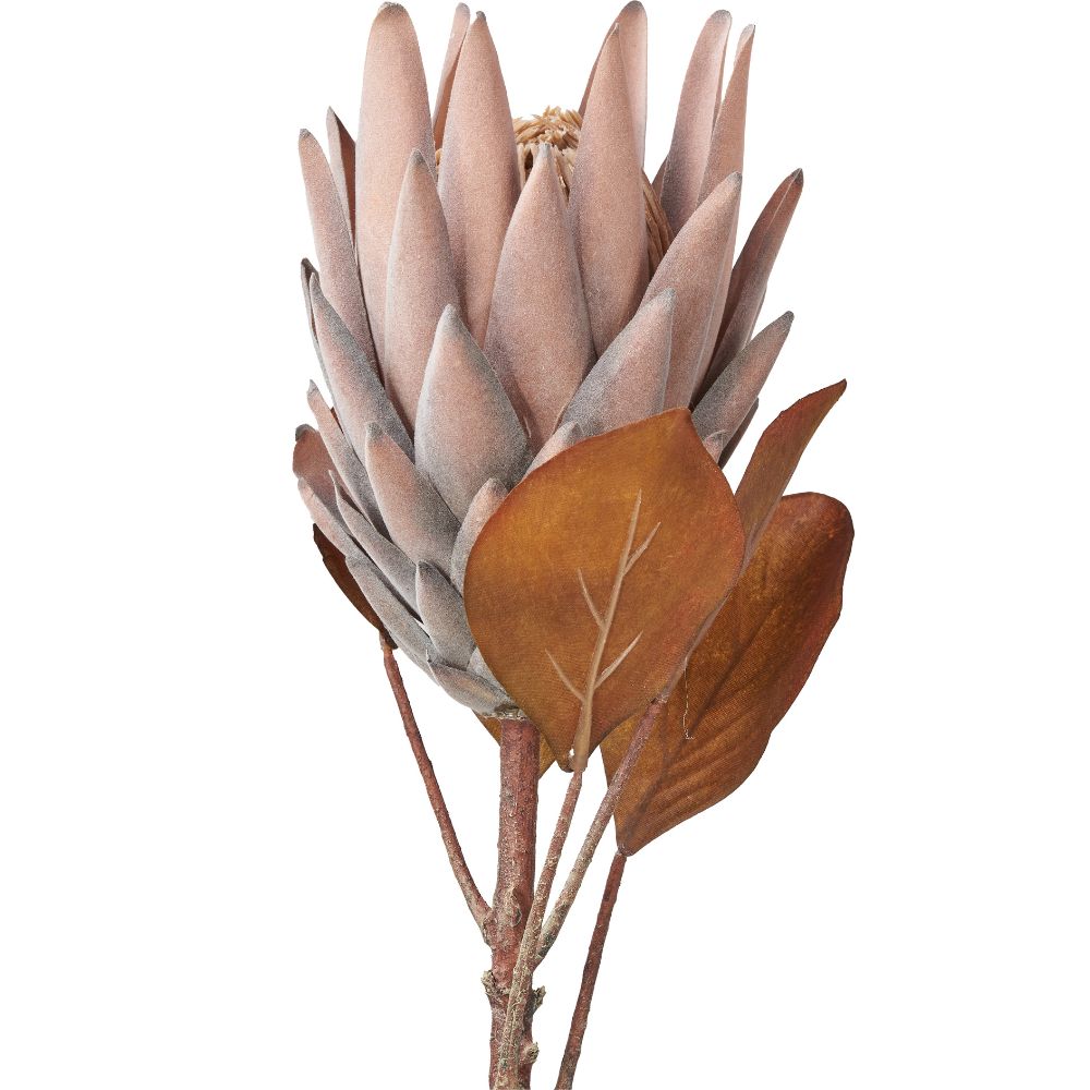 Mulberry Brown Protea Pack of 6