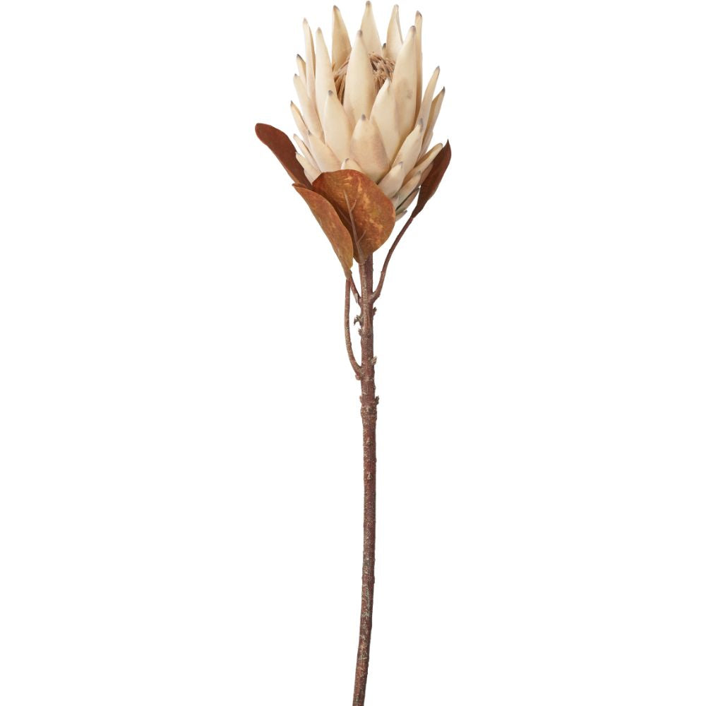 Natural Apricot Protea Pack of 6