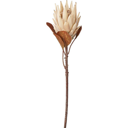 Natural Apricot Protea Pack of 6