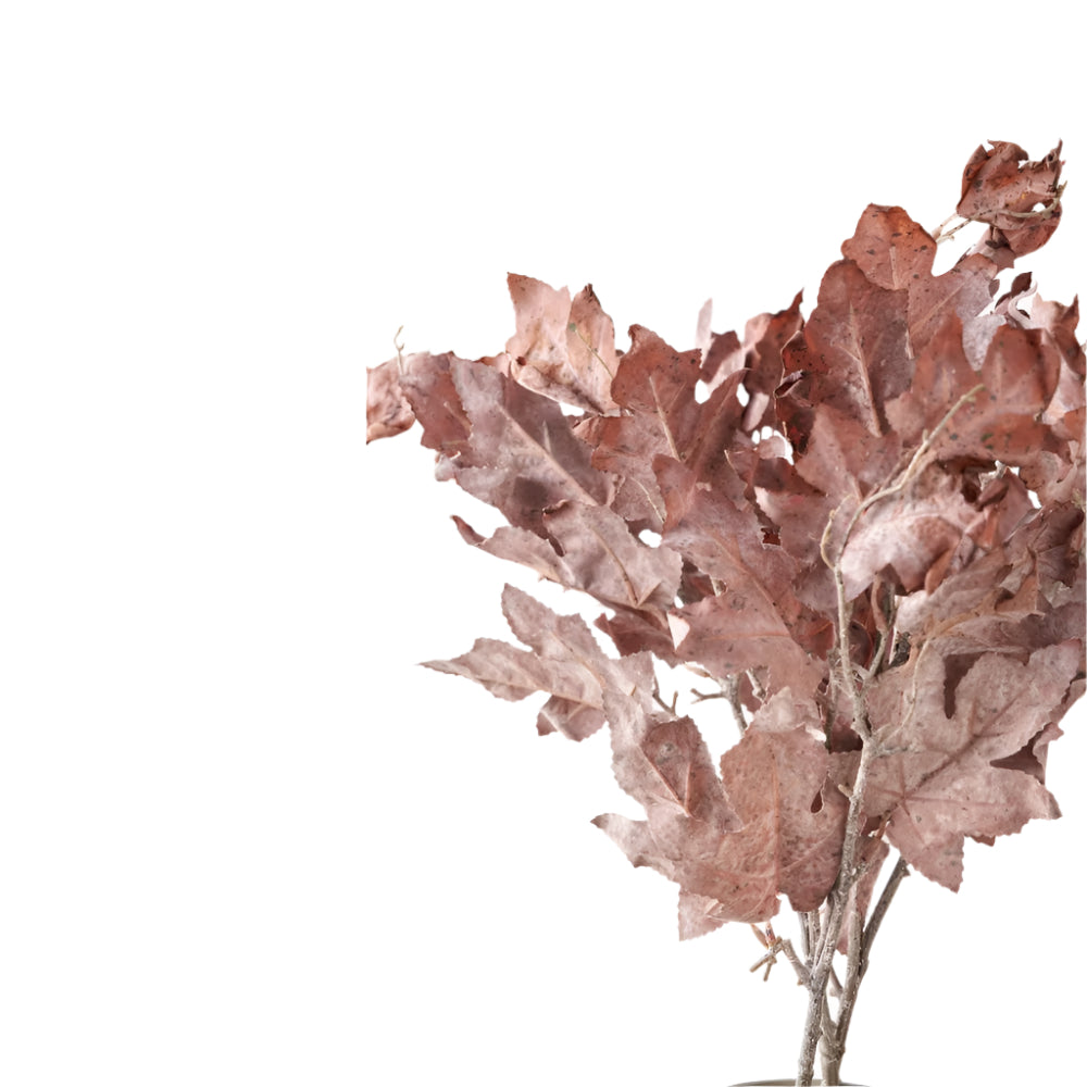 Mulberry Brown Dried Flower Bunch