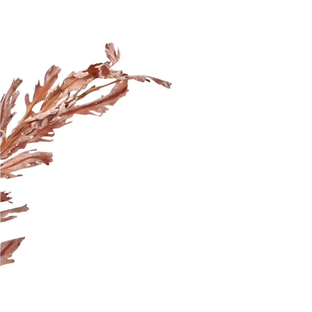 Mulberry Brown Autumn Leaf Pack of 6