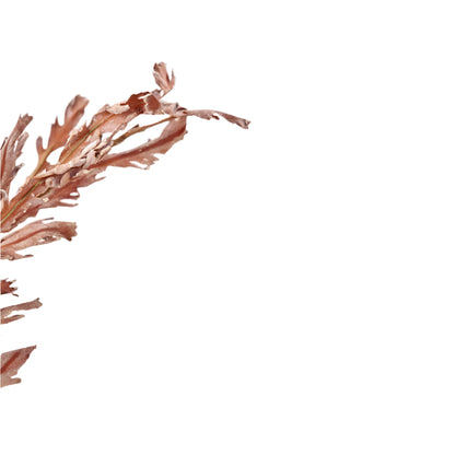 Mulberry Brown Autumn Leaf Pack of 6