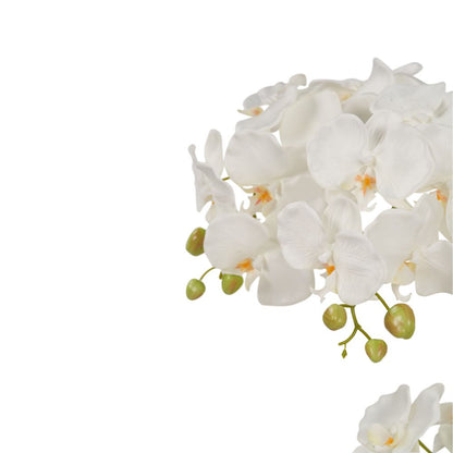 Tall White Orchid in Pot