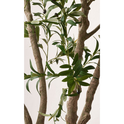 Extra Large Olive Tree in Pot