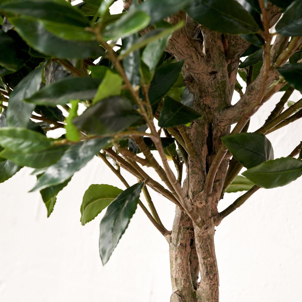 Medium Bay Tree in Pot