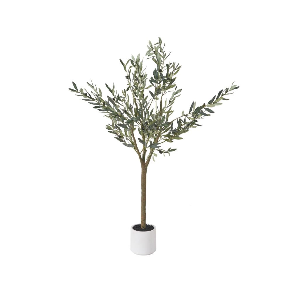 Medium Olive Tree in Pot