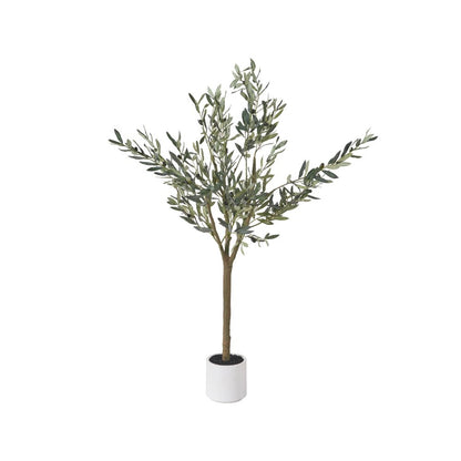 Medium Olive Tree in Pot