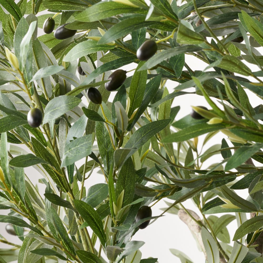 Extra Large Olive Tree in Pot