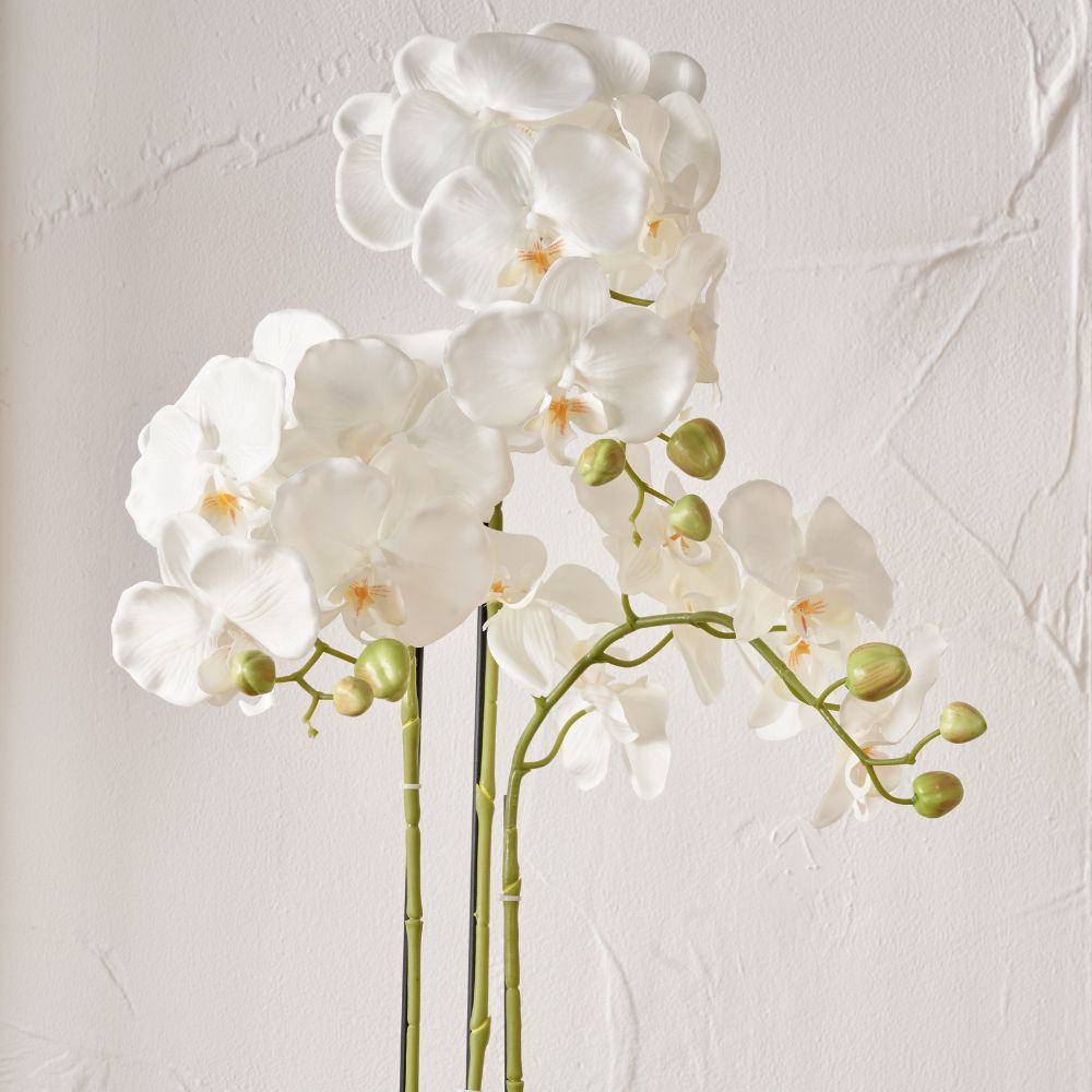 Medium White Orchid in Moss Pot