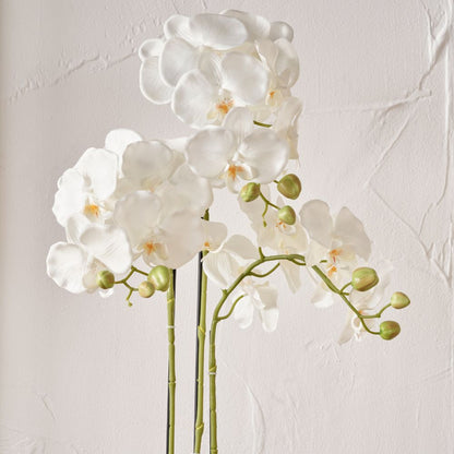 Medium White Orchid in Moss Pot