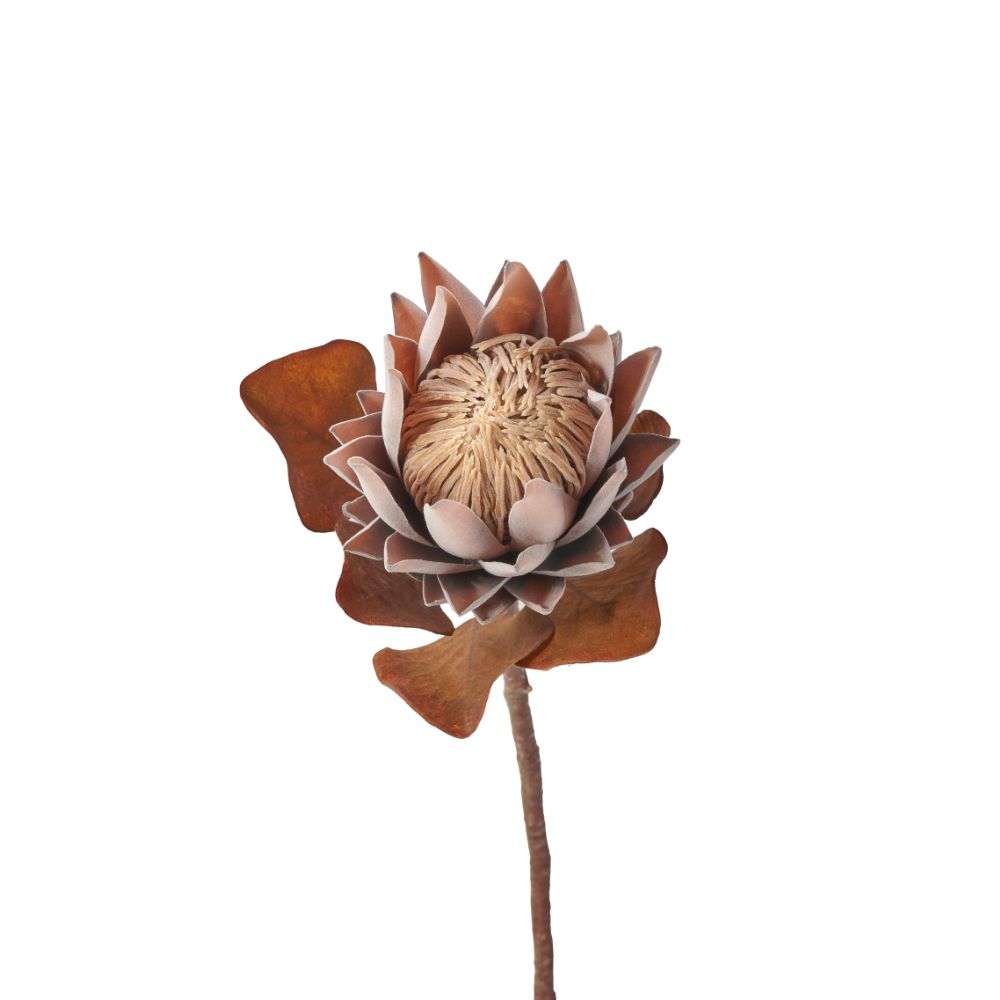 Mulberry Brown Protea Pack of 6