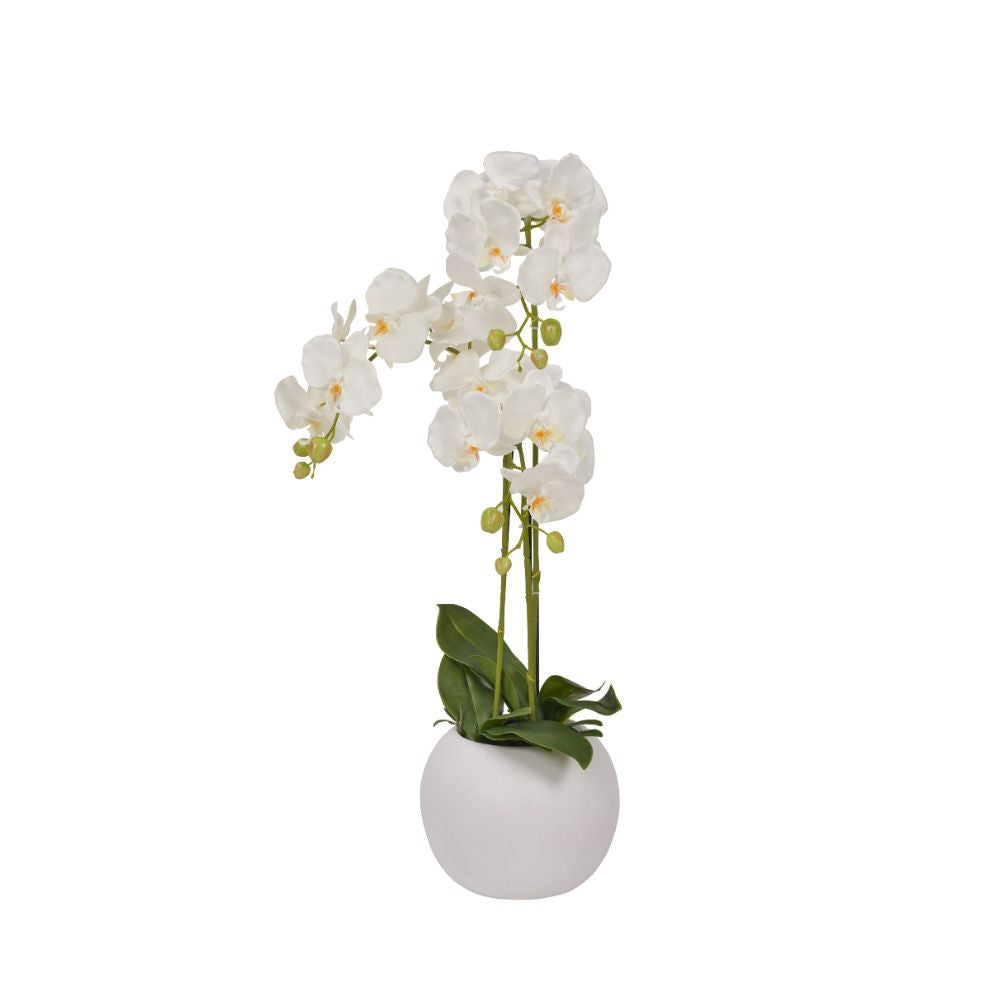 Medium White Orchid in Pot