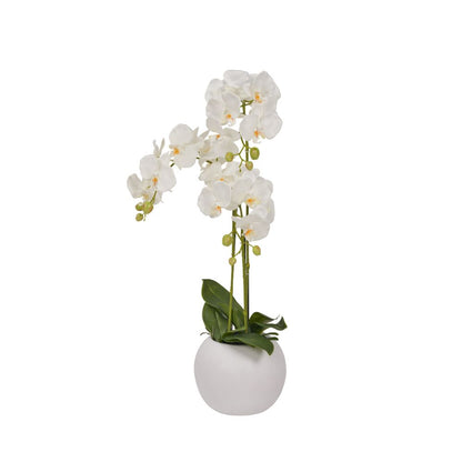 Medium White Orchid in Pot