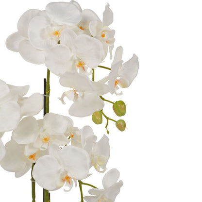 Tall White Orchid in Moss Pot