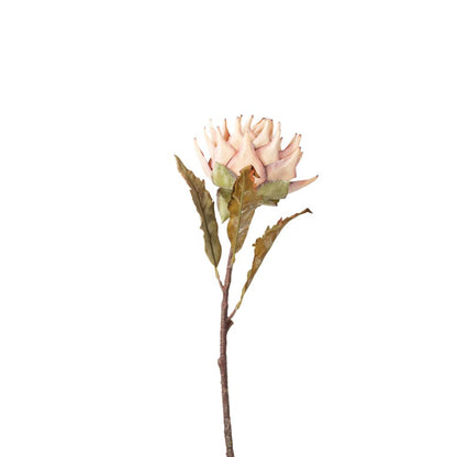 Apricot Lotus Pack of 6