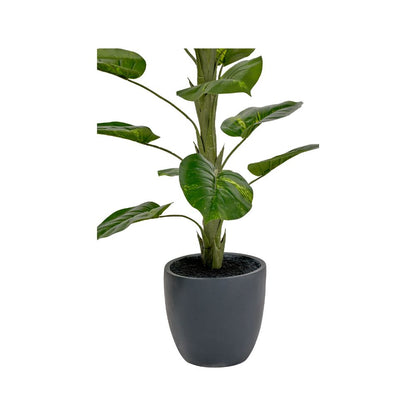 Elephant Ear Plant in Pot