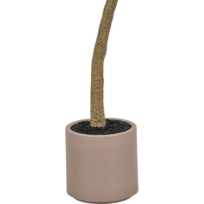 Large Olive Tree in Pot