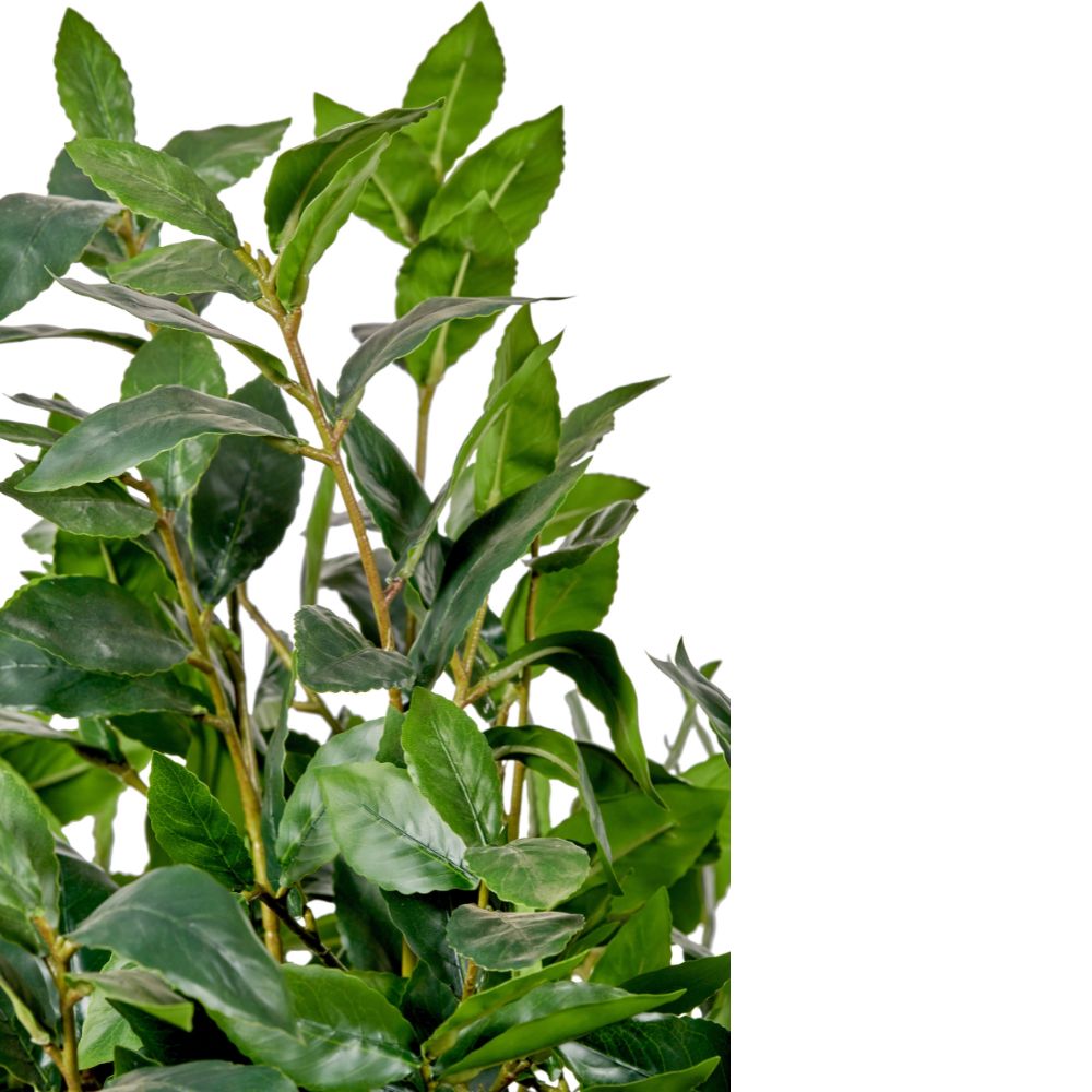 Medium Bay Tree in Pot