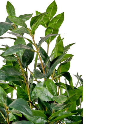Medium Bay Tree in Pot